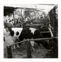 Feira das Colheitas - concurso de gado
