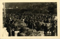 Feira das Colheitas - primeiro concurso de gado realizado