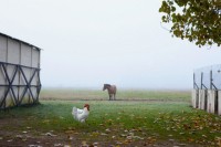 carne-cavalo