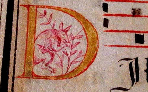 manuscr-canguru
