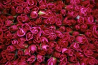 roses