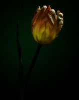 tulipa-laranja
